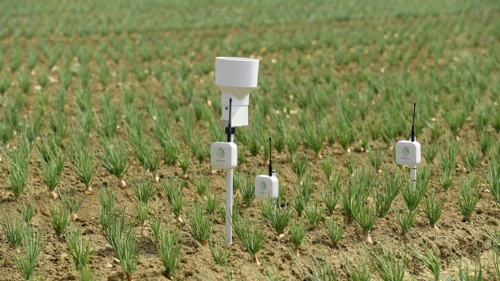 Capteurs IoT connectés installés dans un champ